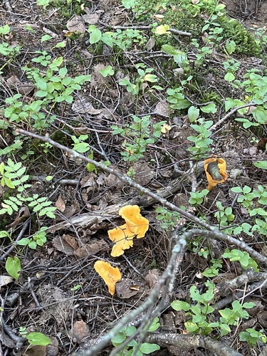 Golden Chanterelle