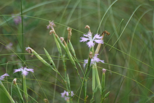 Dianthus longicalyx