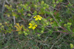 Potentilla chinensis
