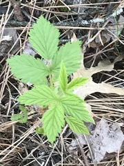 Rubus pubescens