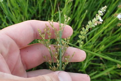 Juncus acuminatus
