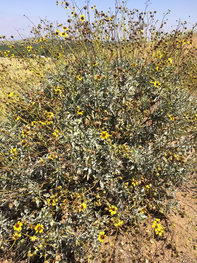 California brittlebush hybrid from Chicago Ave, Riverside, CA, US on