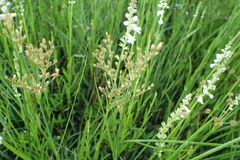 Juncus acuminatus