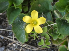 Oxalis exilis