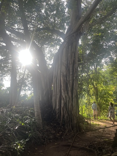 Indian banyan