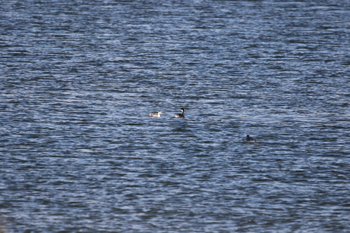 Western Grebe