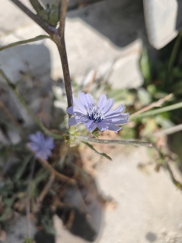 Cichorium pumilum, photograph 1