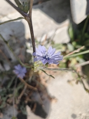 Cichorium pumilum