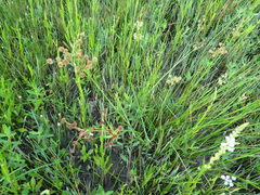 Juncus nodatus