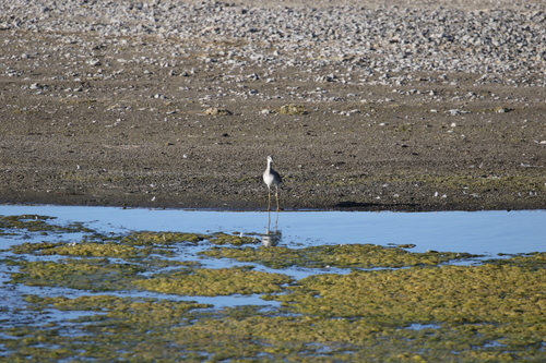 Greater Yellowlegs