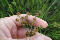 Juncus nodatus