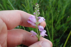 Physostegia intermedia