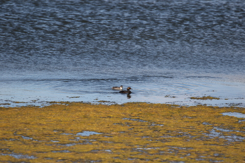 Eared Grebe