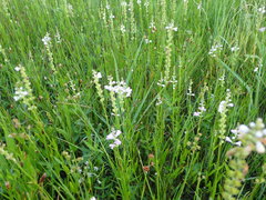 Physostegia intermedia