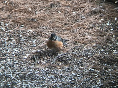 Turdus migratorius