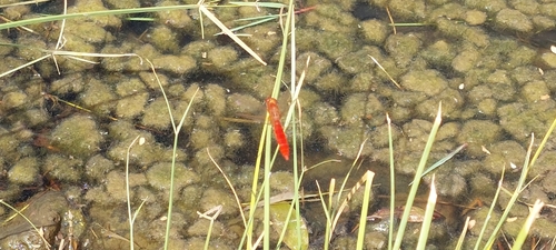 Broad Scarlet