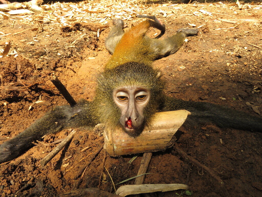 Lesula