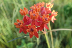 Asclepias lanceolata