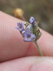 Lavandula latifolia