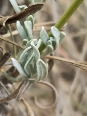 Lavandula latifolia, photograph (c) Diego Rodríguez Hernández, some rights reserved (CC BY)