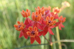 Asclepias lanceolata