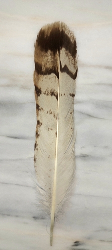 Plume de Buse féroce