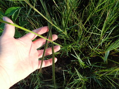 Asclepias lanceolata