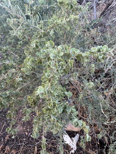 Fourwing Saltbush