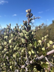 (c) er-birds, some rights reserved (CC BY) Ceanothus cuneatus, photograph (c) er-birds, some rights reserved (CC BY)