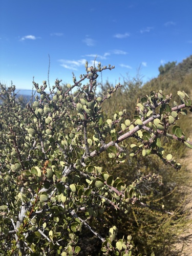 Ceanothus cuneatus, photograph 6