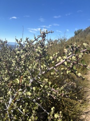 Ceanothus cuneatus, photograph (c) er-birds, some rights reserved (CC BY)