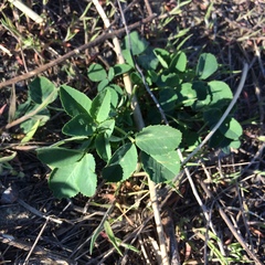 Melilotus officinalis