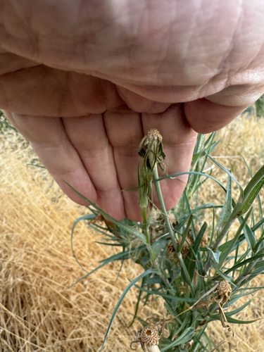 Yellow Salsify