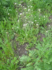 Capsella bursa-pastoris