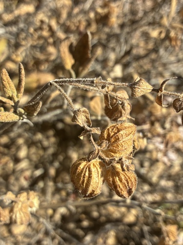 Lepechinia calycina, photograph 3