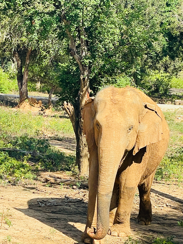 Sri Lankan Elephant