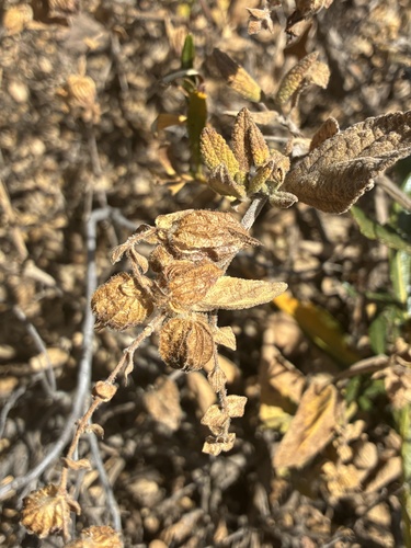Lepechinia calycina, photograph 4