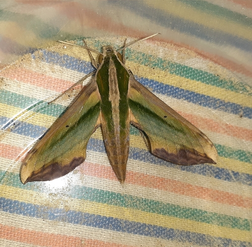 Green Pergesa Hawkmoth
