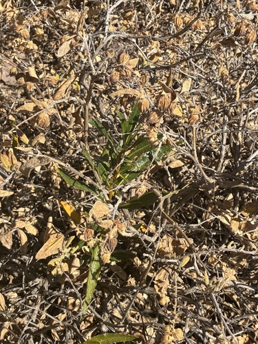 Lepechinia calycina, photograph 5