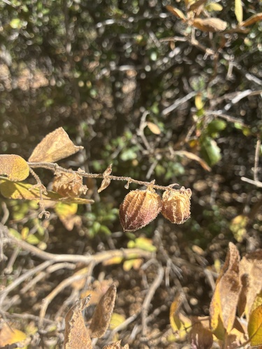 Lepechinia calycina, photograph 6