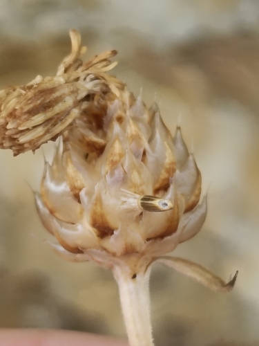 Centaurea alba, photograph 3