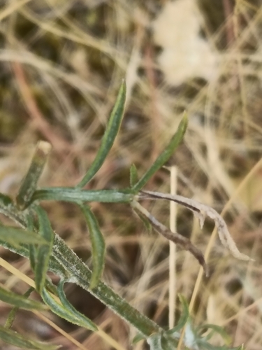 Centaurea alba, photograph 4