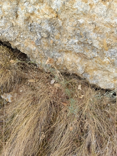 Centaurea alba, photograph 5