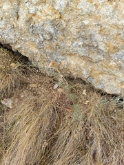 Centaurea alba, photograph (c) Diego Rodríguez Hernández, some rights reserved (CC BY)
