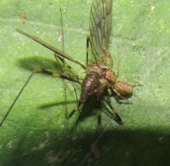 Amphineurus fatuus