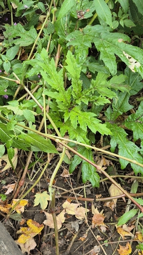 Heracleum mantegazzianum, photograph 4