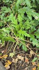 Heracleum mantegazzianum, photograph author not stated, no rights reserved