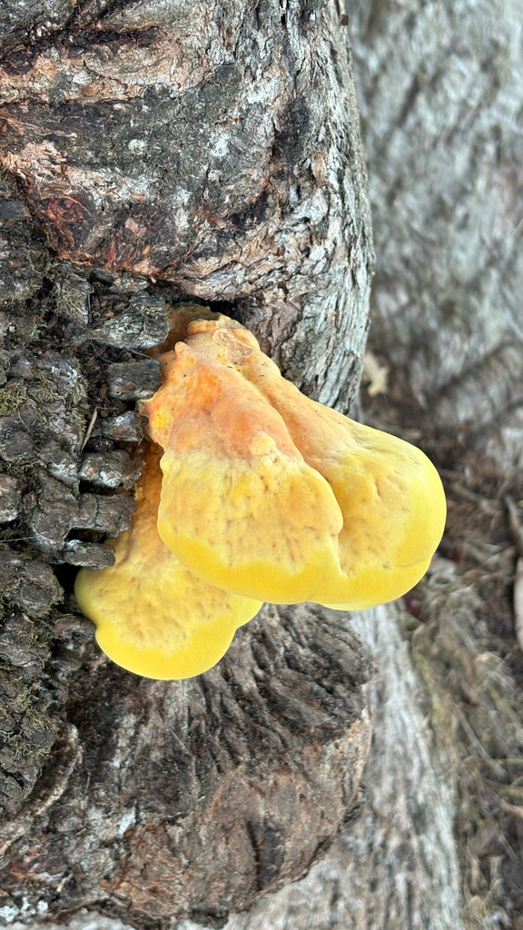 Western Hardwood Sulphur Shelf · August 2026 · photo: Photo: (c) Mary Jantsch, some rights reserved (CC BY) · iNaturalist