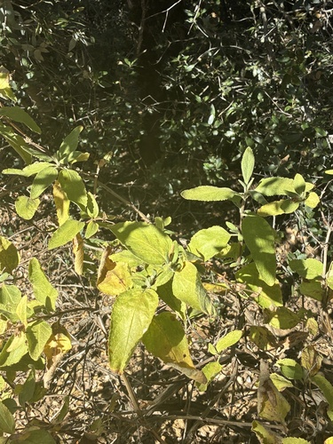 Lepechinia calycina, photograph 2