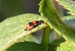 Anthocomus fasciatus